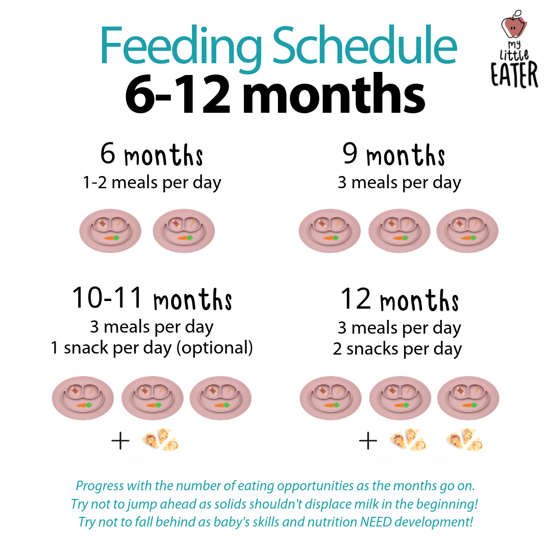 How many meals a day for a 6 month old Feeding Schedules 6 12 Months My Little Eater Feel Confident Raising Healthy Little Eaters