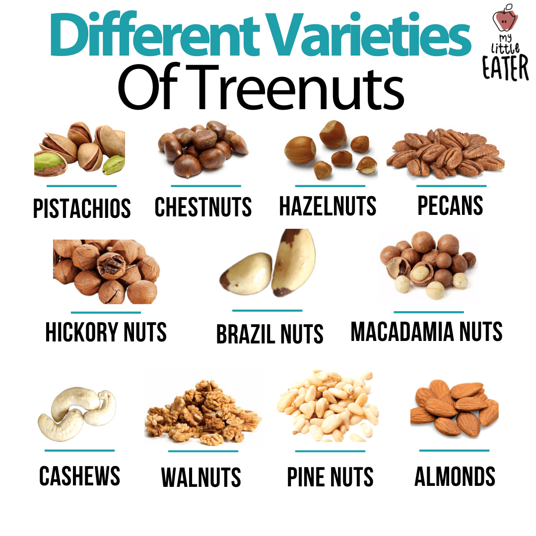 The title is across the top in black and aqua, with 11 different nuts pictured separately below, with their name under each image. Includes (left to right and top to bottom): pistachios, chestnuts, hazelnuts, pecans, hickory nuts, Brazil nuts, macadamia nuts, cashews, walnuts, pine nuts, and almonds.