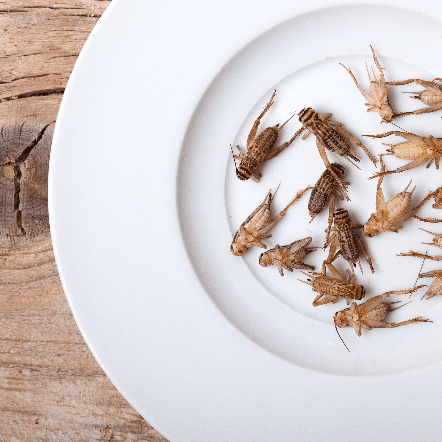 Episode art for episode: "Bonus: WHAT IT FEELS LIKE when we PRESSURE our kids at the table (and why we need to stop)". Pictured is a plate of crickets.
