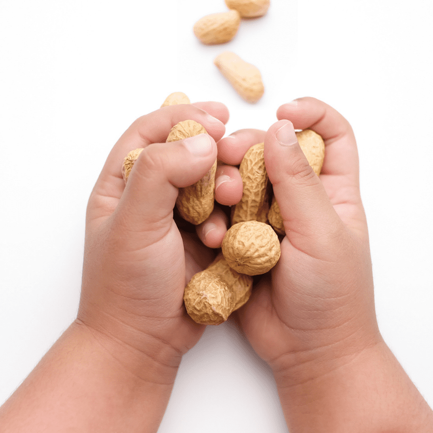 Baby hands holding whole peanuts in the shell.