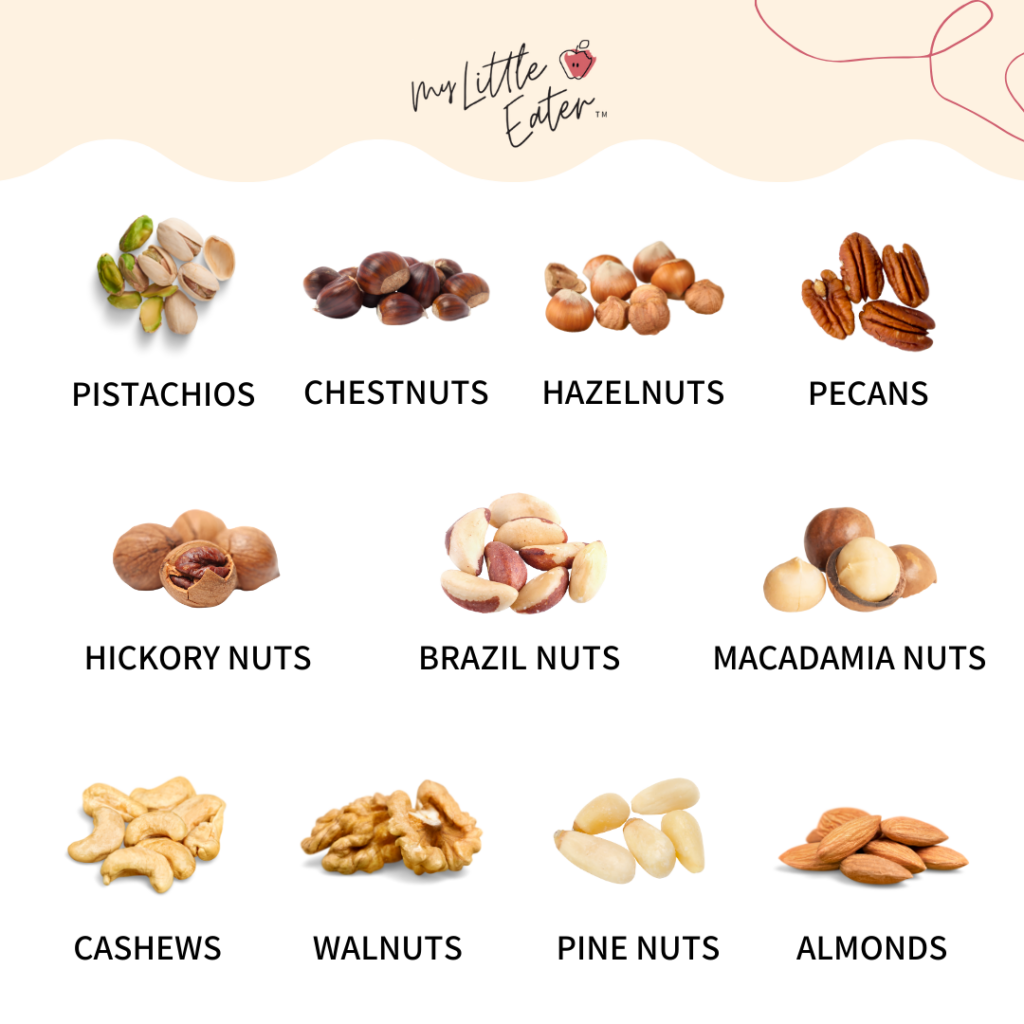 All of the different types of tree nuts to be introduced as highly allergenic foods during baby led weaning.