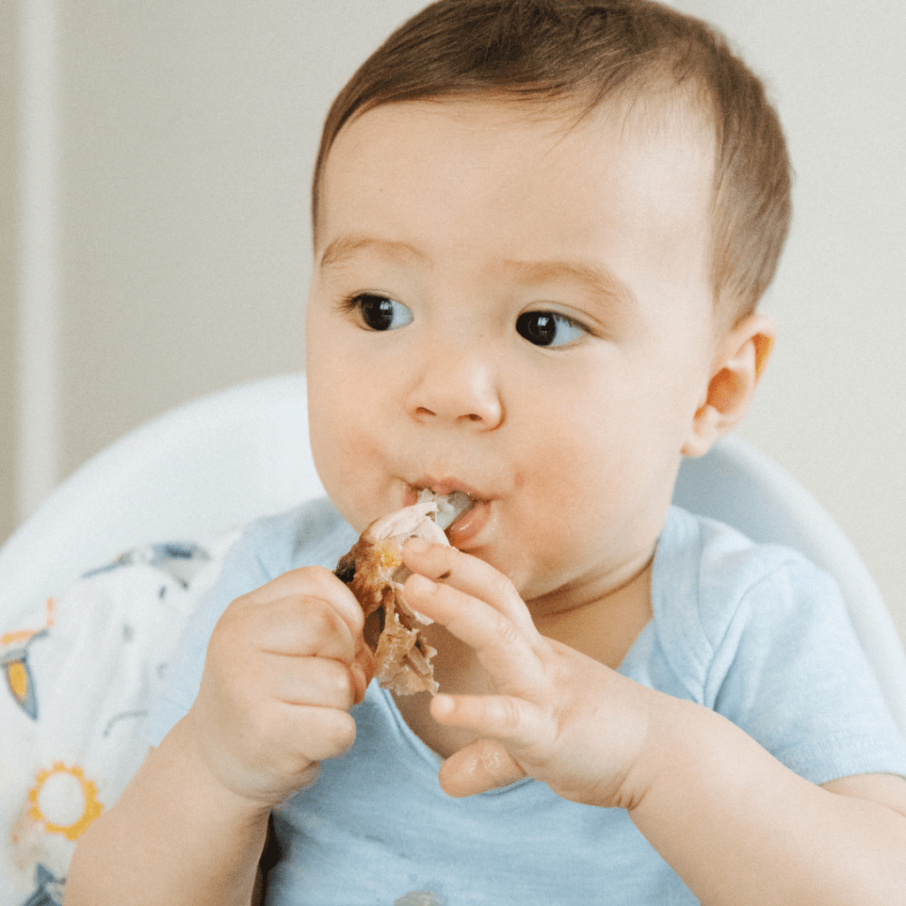Baby eating meat using his palmar grasp to hold a chicken drumstick for baby led weaning.
