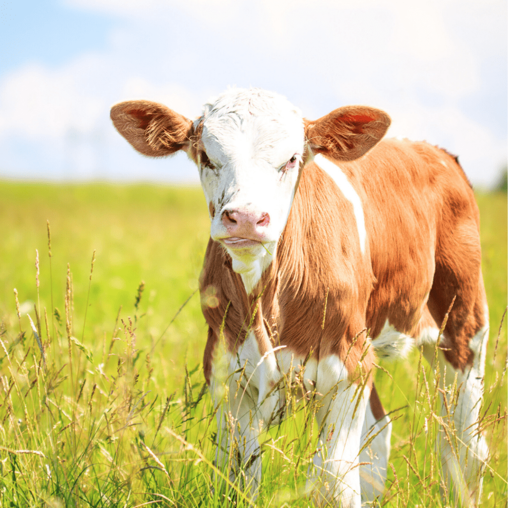 A baby cow with white and brown fur standing in a green pasture of grass.