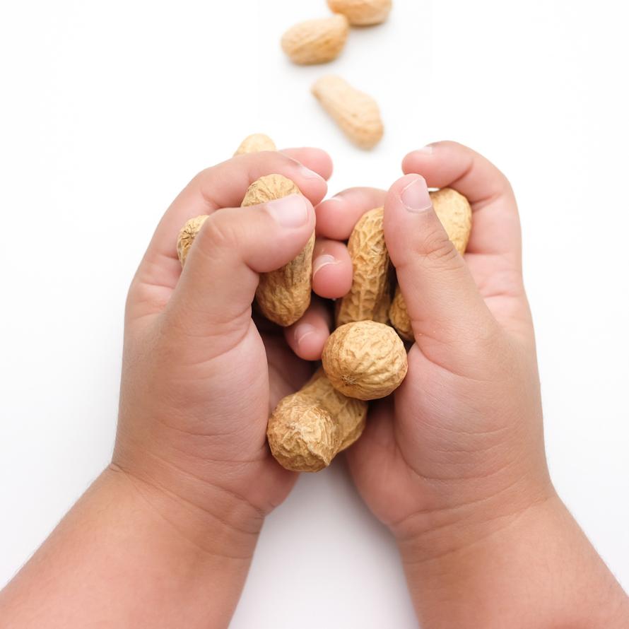 Baby hands holding whole peanuts in the shell.