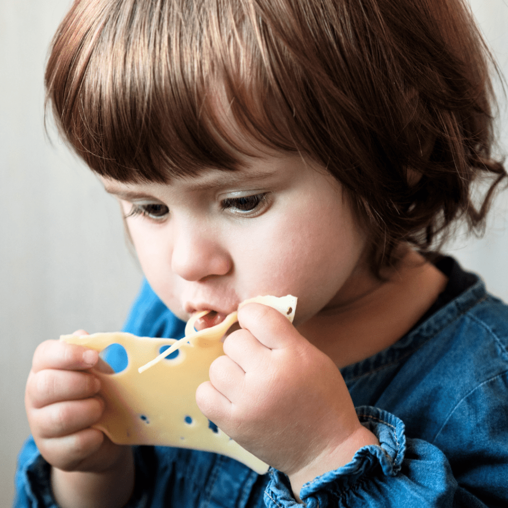 A young toddler eats a slice of swiss cheese.