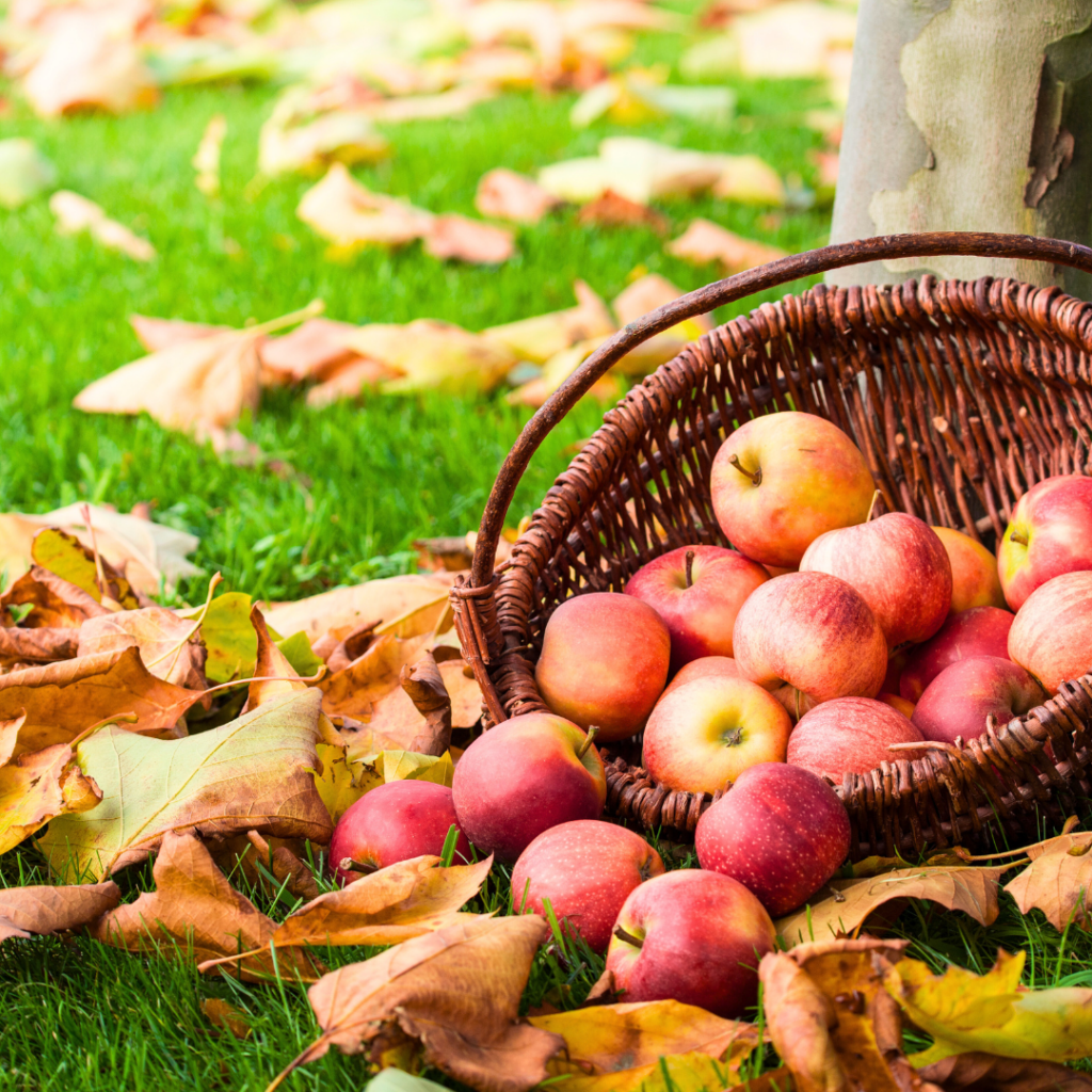 Apples in a basket and scattered on the ground among fall leaves.