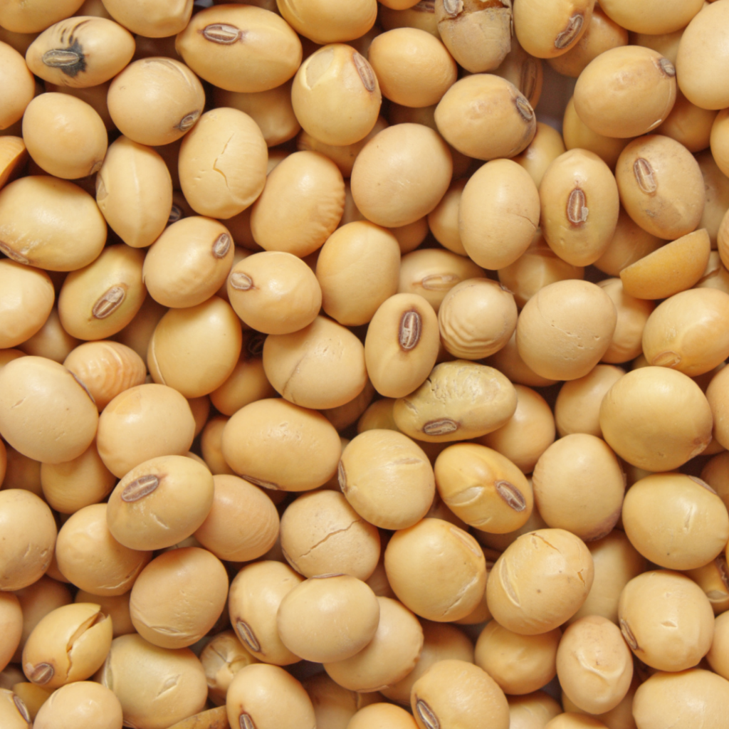 Soy beans.