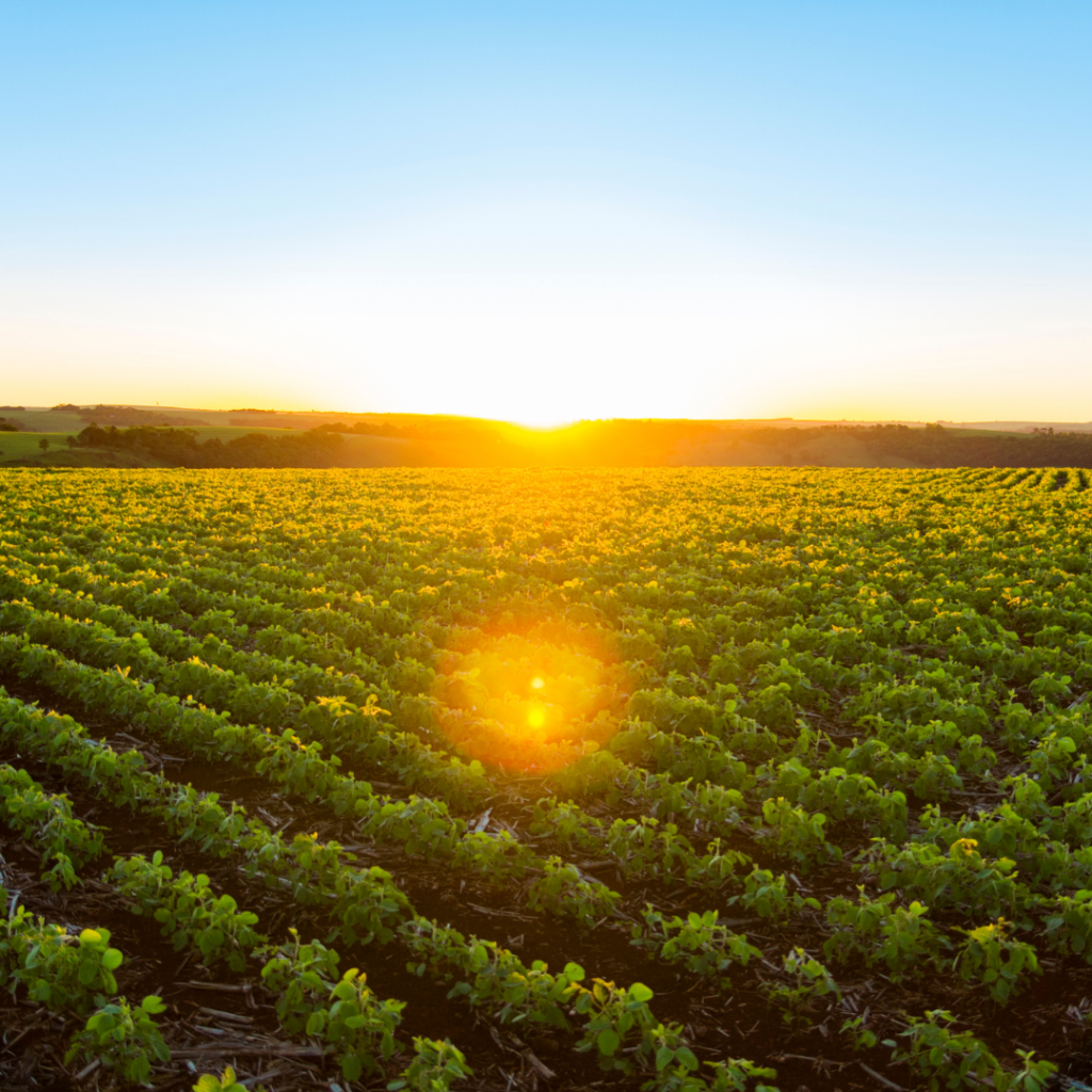 The sun setting on a field of crops.