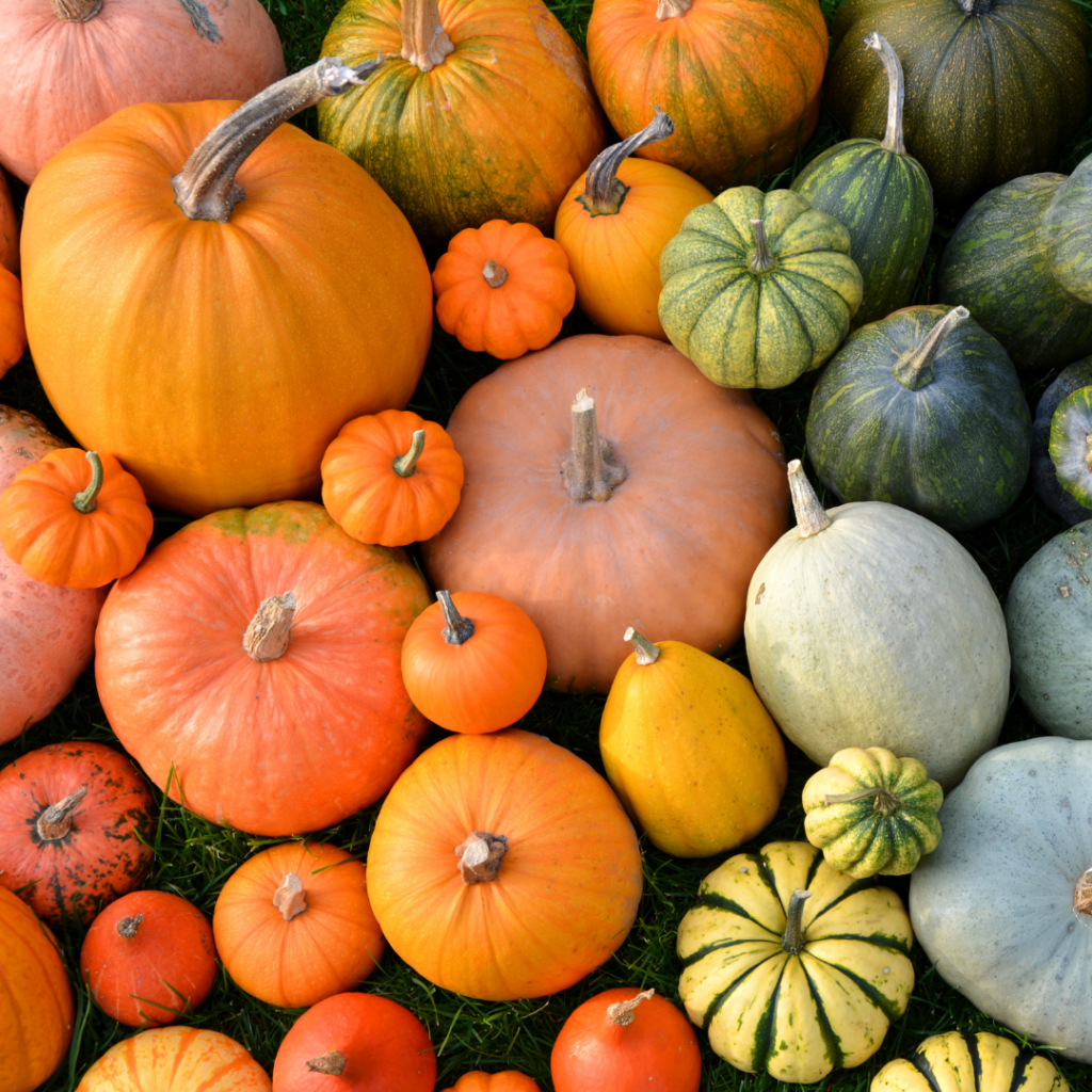 Various types of pumpkins including carving pumpkins, sugar pumpkins, and other green and yellow varieties.