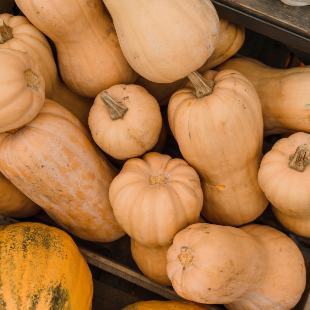 A lot of butternut squash stored in bins outdoors.