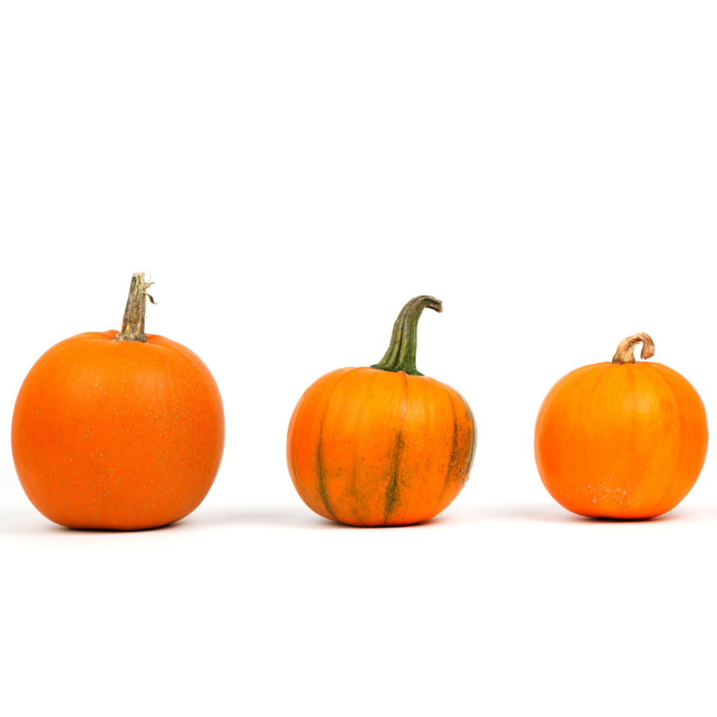 Three pumpkins in a row, each is a small pie or sugar pumpkin.