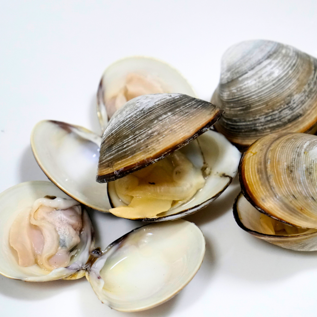 Clams in their shell with their shells open.