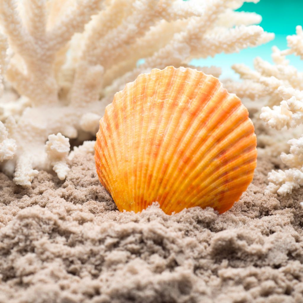 A shell shown at the bottom of the ocean in the sand.