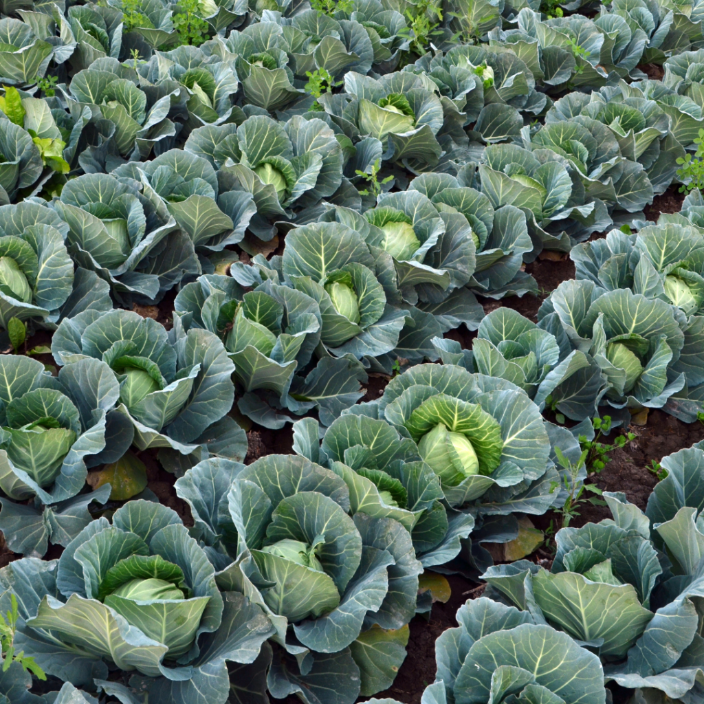 A field of growing cabbages which are one of the cruciferous vegetables with many health benefits.