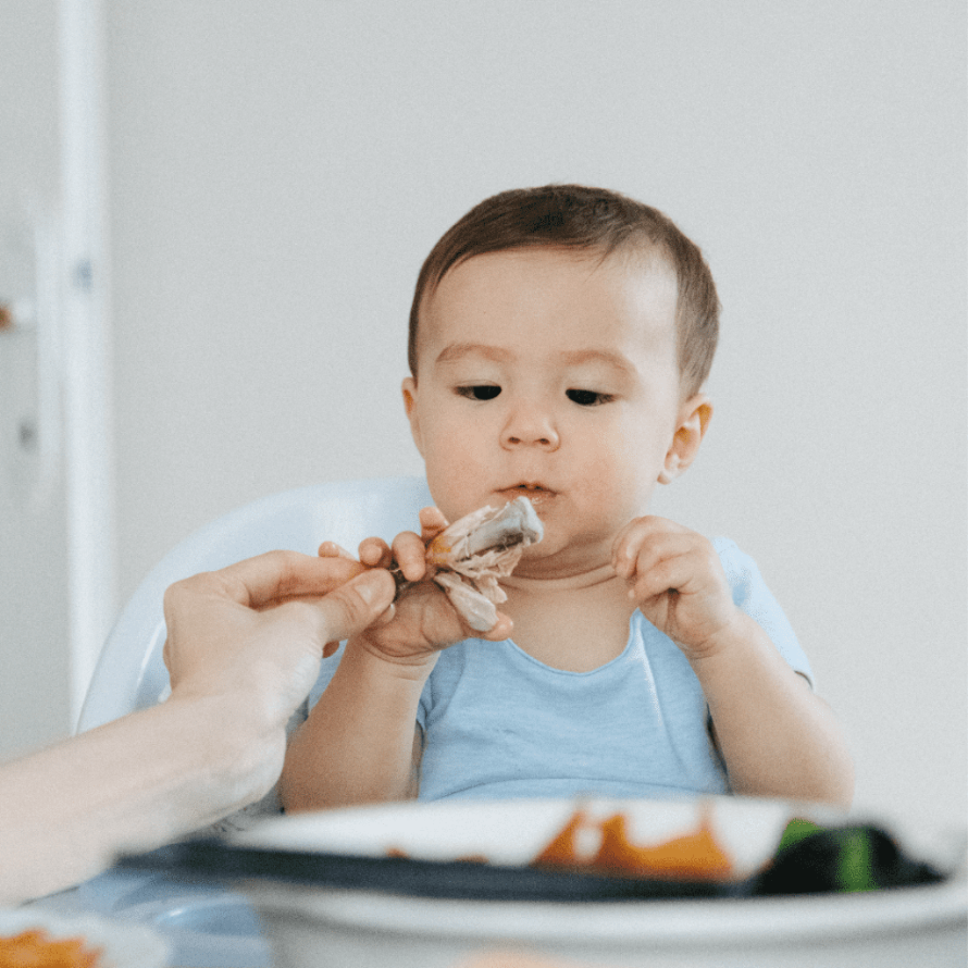 Baby at the table ready to begin eating solid foods, parent hands them a chicken drumstick.