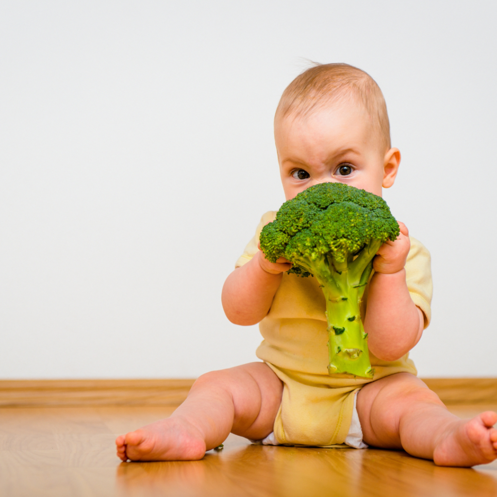 A baby sits on the floor holding a large piece of broccoli.