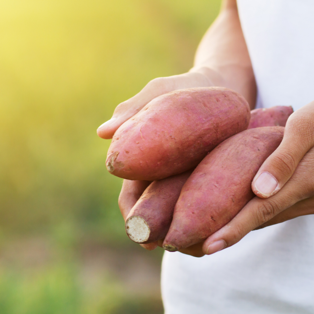 Cleaned sweet potatoes being held in a person's hands, ready to be used for baby food.