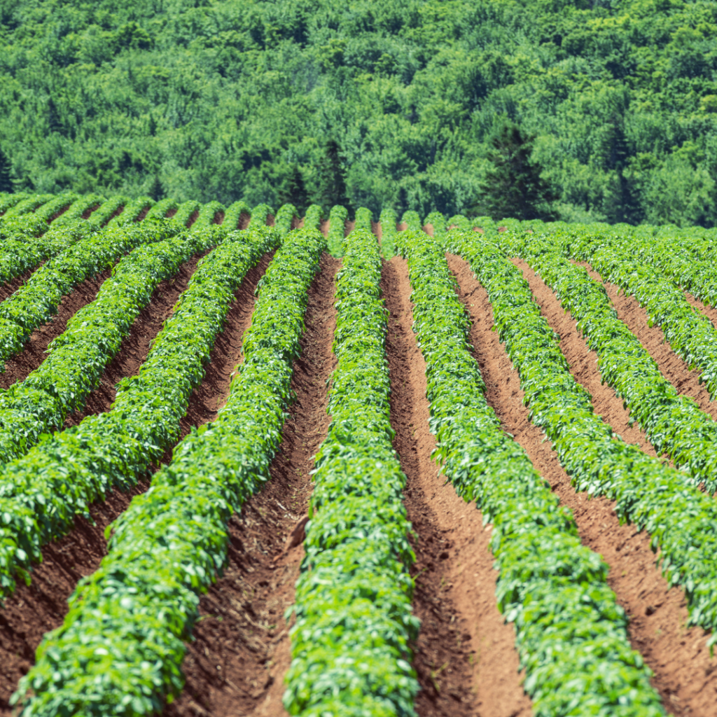 Concerns of sweet potato baby food and arsenic, showing rows and rows of the growing crop.