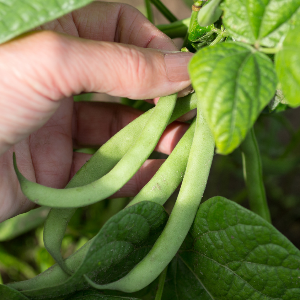 Harvesting a green bean from the garden for baby led weaning.