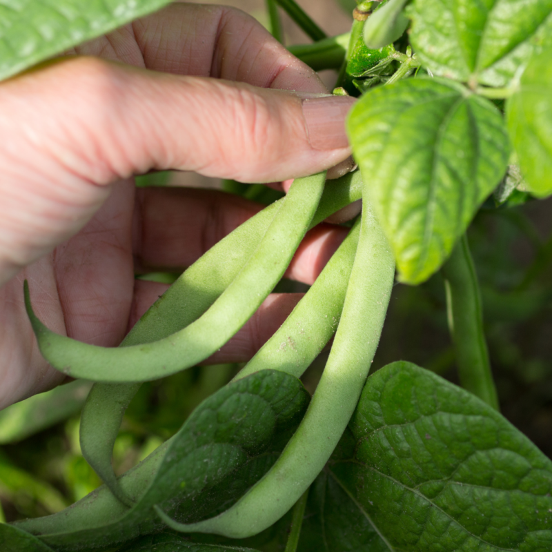 Green beans for babies: how to serve them safely from 6M+