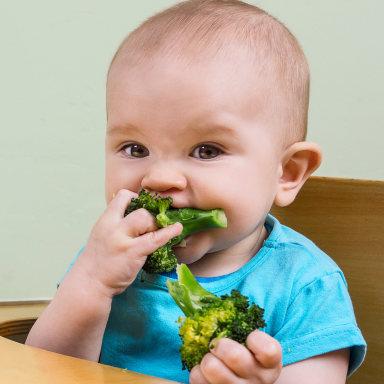 Baby is sitting in their high chair stuffing broccoli into their mouth as they learn to chew food.