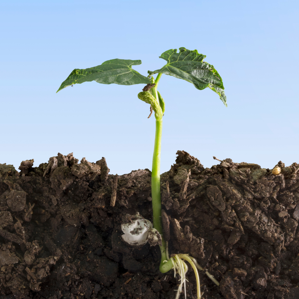 Cross section of soil showing a plant growing out of the soil, both the roots and plant above ground are visible.