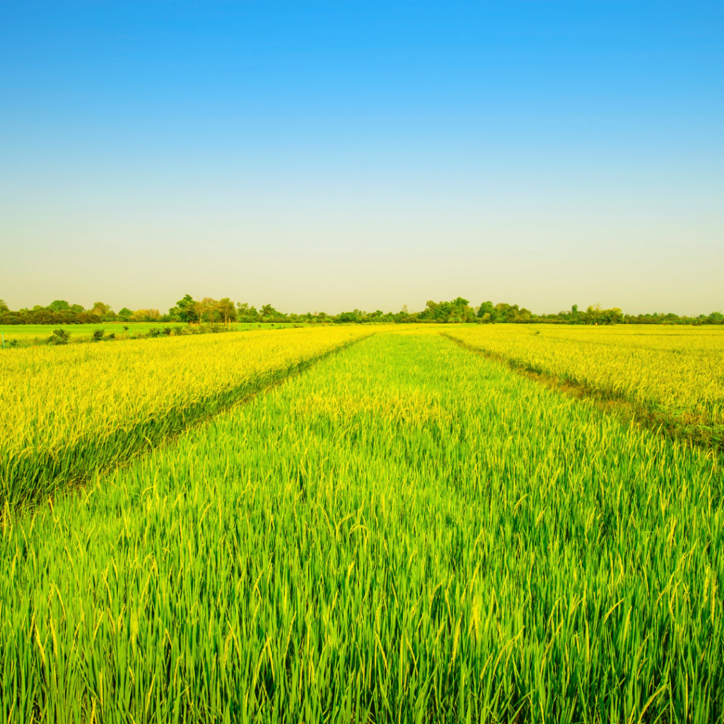 A field of crops.