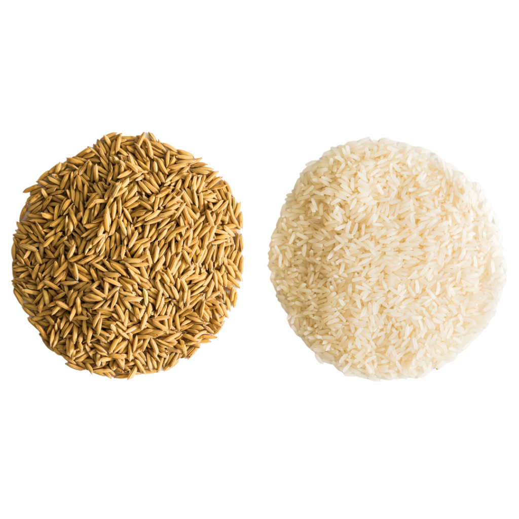 A pile of brown rice and a pile of white rice, side-by-side.