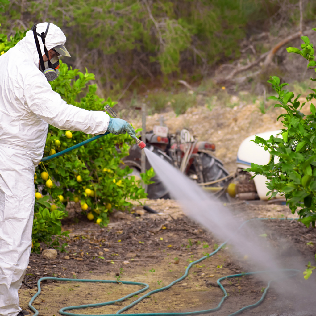 A person in a full suit and mask sprays chemicals onto the soil surrounding fruit trees.