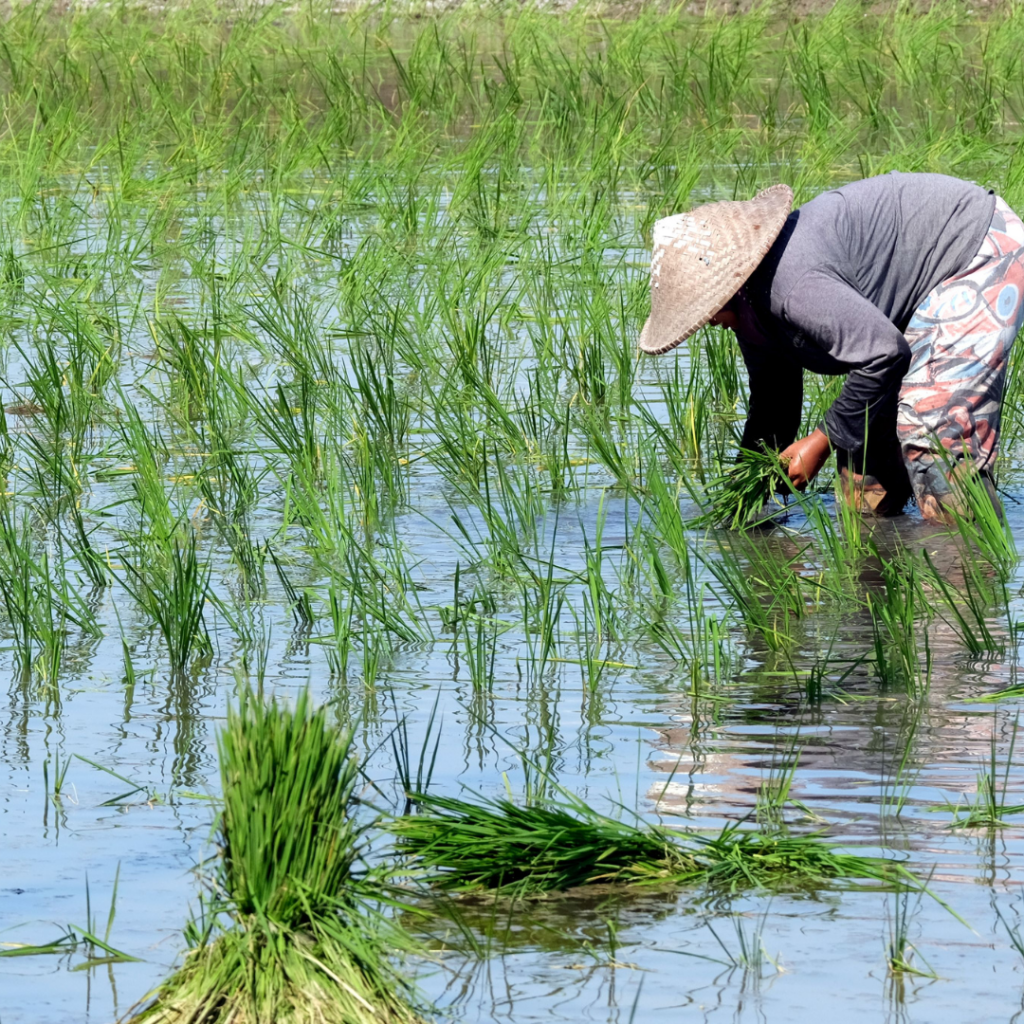 Someone in a flooded field tending to rice plants which are used in many prepared baby foods on the market.