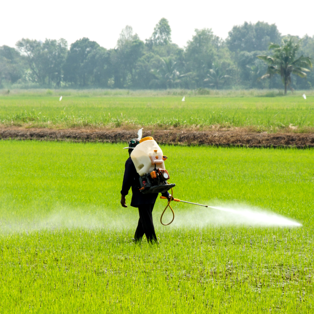 A person sprays a field of rice with some sort of chemical.