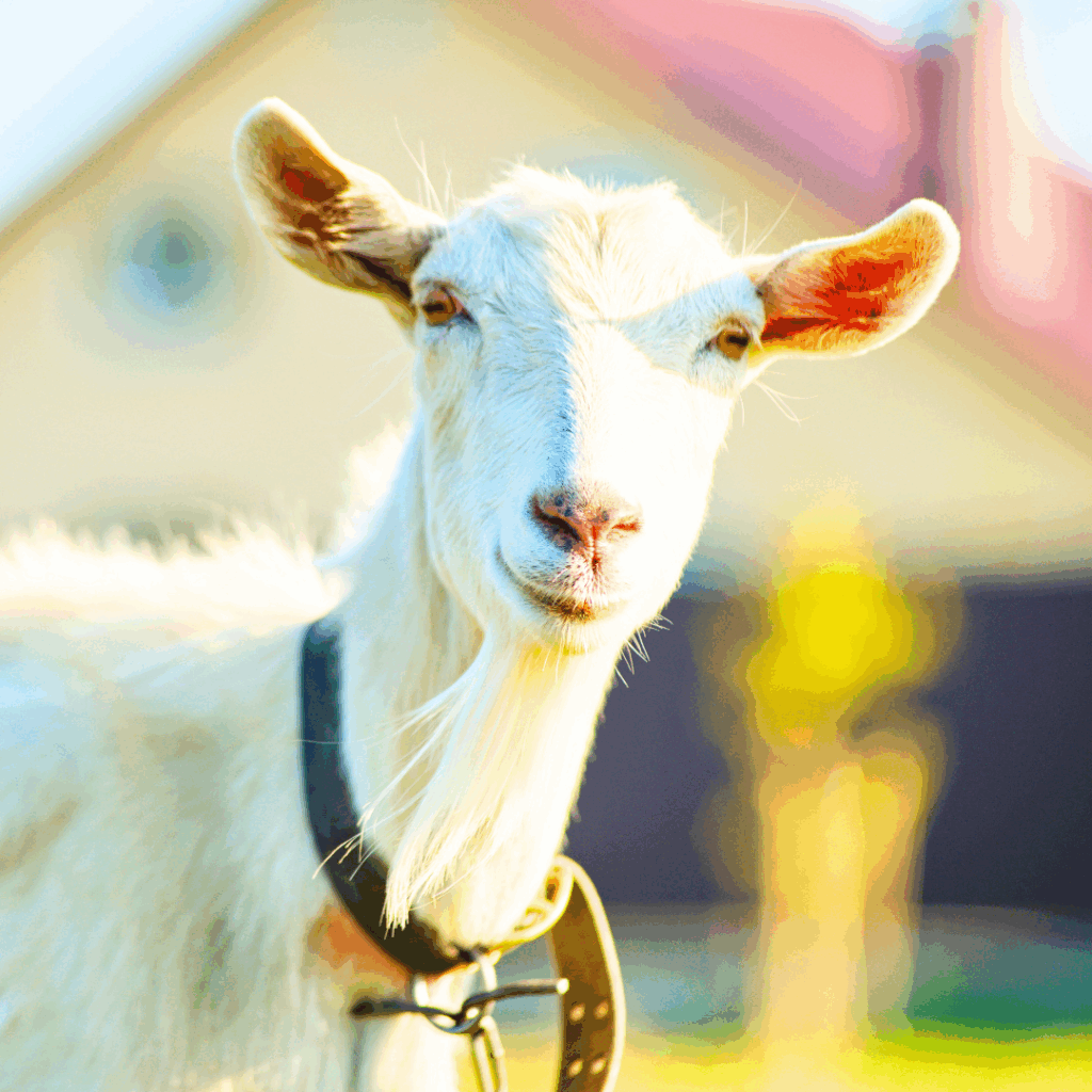 A white colored goat looking directly at the camera on a sunny day