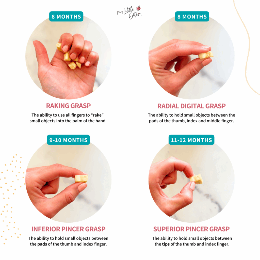 Pincer grasp development for babies from 8 to 12 months.