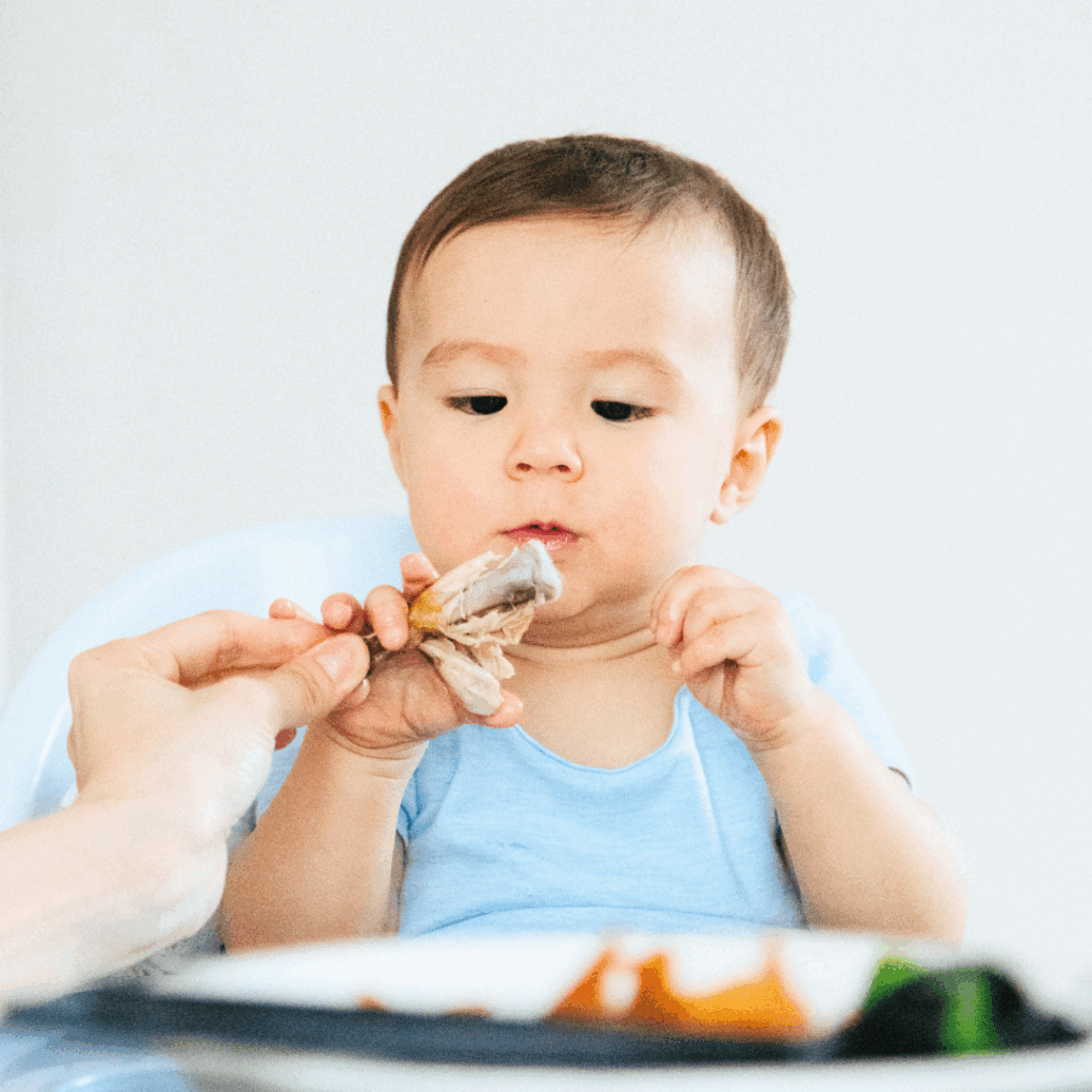 A baby grasps a chicken drumstick with their palmar grasp to self-feed.